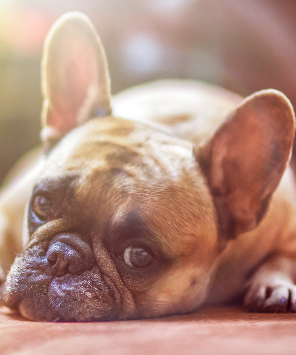 frenchie frenchie