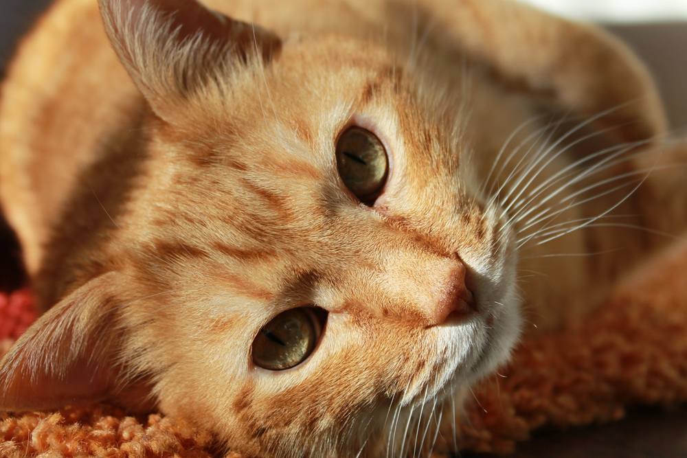 marmalade-cat
