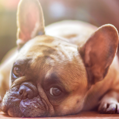 frenchie frenchie