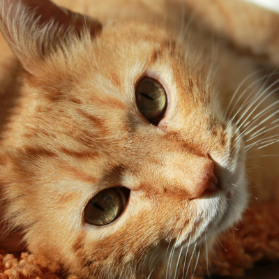 marmalade-cat